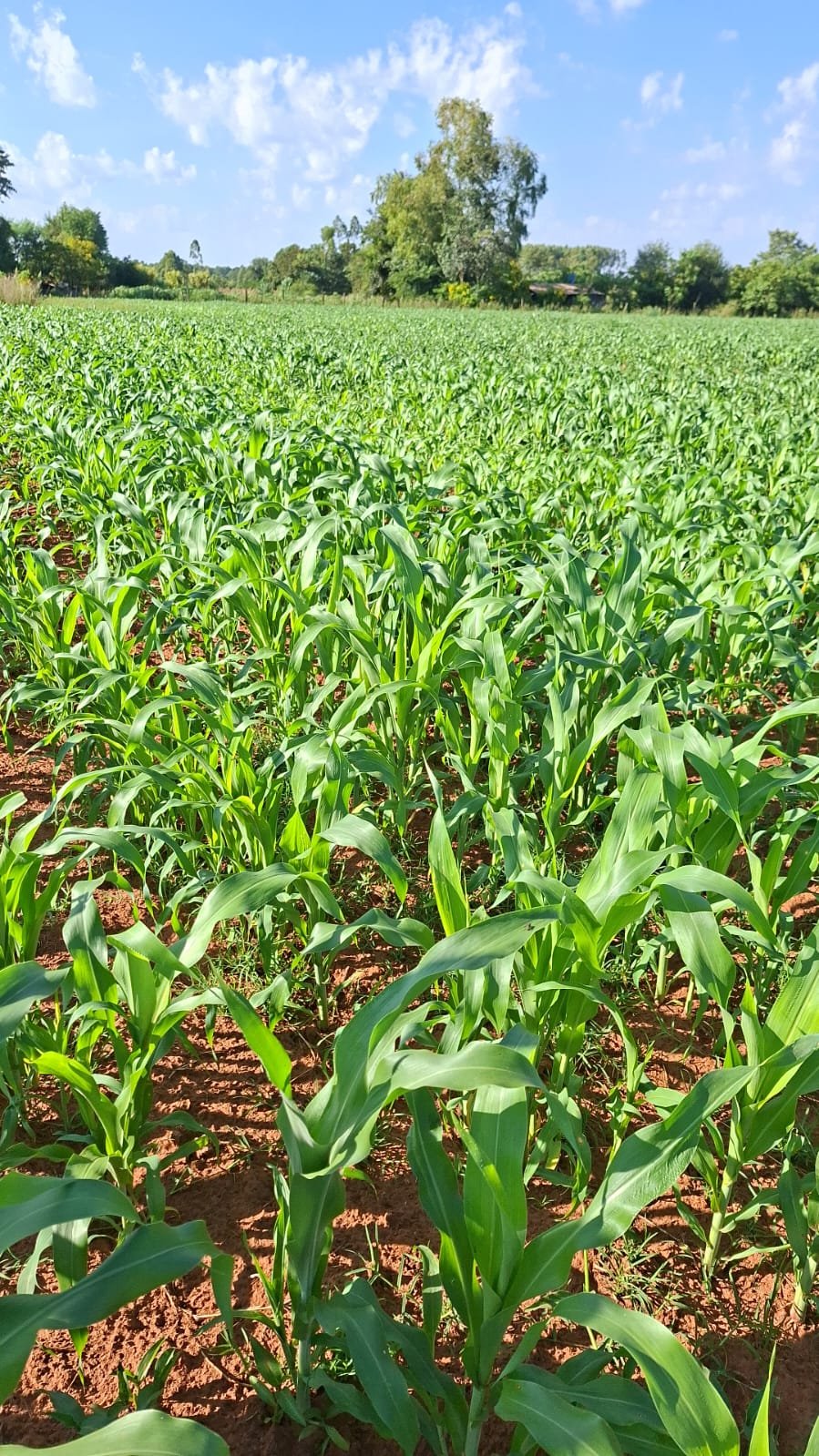 Imagen ilustrativa sobre normativa de calidad láctea 