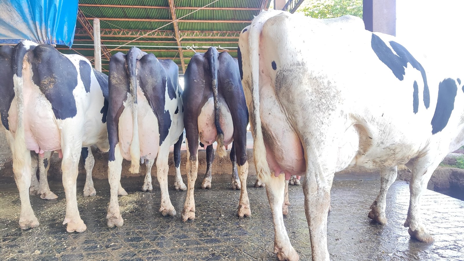 Imagen ilustrativa sobre normativa de calidad láctea